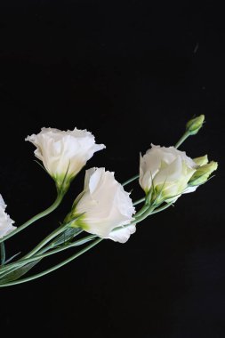 Siyah stüdyo arka planında izole edilmiş güzel çiçeklerin yakın görüntüsü, doğa konsepti