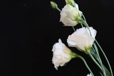Siyah stüdyo arka planında izole edilmiş güzel çiçeklerin yakın görüntüsü, doğa konsepti