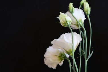 Siyah stüdyo arka planında izole edilmiş güzel çiçeklerin yakın görüntüsü, doğa konsepti