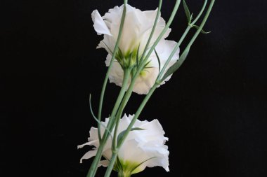 Siyah stüdyo arka planında izole edilmiş güzel çiçeklerin yakın görüntüsü, doğa konsepti