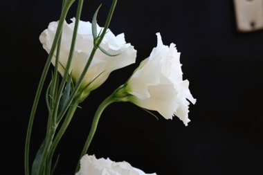 Siyah stüdyo arka planında izole edilmiş güzel çiçeklerin yakın görüntüsü, doğa konsepti