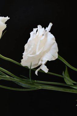 Siyah stüdyo arka planında izole edilmiş güzel çiçeklerin yakın görüntüsü, doğa konsepti