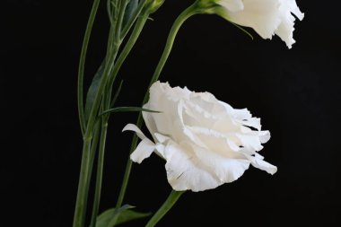 Siyah stüdyo arka planında izole edilmiş güzel çiçeklerin yakın görüntüsü, doğa konsepti