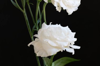 Siyah stüdyo arka planında izole edilmiş güzel çiçeklerin yakın görüntüsü, doğa konsepti