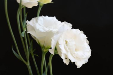 Siyah stüdyo arka planında izole edilmiş güzel çiçeklerin yakın görüntüsü, doğa konsepti