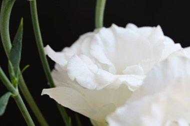 Siyah stüdyo arka planında izole edilmiş güzel çiçeklerin yakın görüntüsü, doğa konsepti