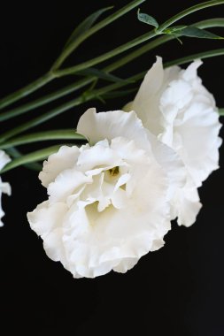 Siyah stüdyo arka planında izole edilmiş güzel çiçeklerin yakın görüntüsü, doğa konsepti