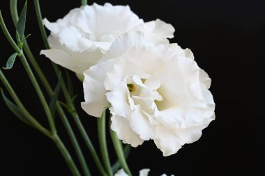 Siyah stüdyo arka planında izole edilmiş güzel çiçeklerin yakın görüntüsü, doğa konsepti