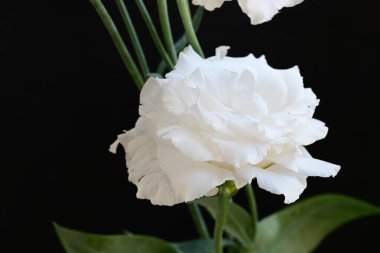 Siyah stüdyo arka planında izole edilmiş güzel çiçeklerin yakın görüntüsü, doğa konsepti