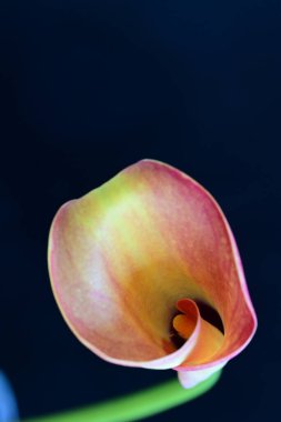 Siyah stüdyo arka planında izole edilmiş güzel çiçeklerin yakın görüntüsü, doğa konsepti