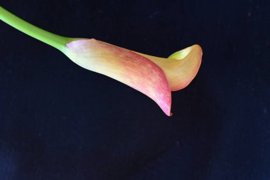 Siyah stüdyo arka planında izole edilmiş güzel çiçeklerin yakın görüntüsü, doğa konsepti