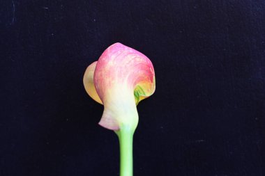 Siyah stüdyo arka planında izole edilmiş güzel çiçeklerin yakın görüntüsü, doğa konsepti