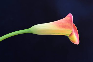 Siyah stüdyo arka planında izole edilmiş güzel çiçeğin yakın görüntüsü, doğa konsepti.