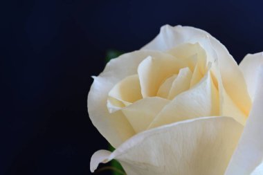 Siyah stüdyo arka planında izole edilmiş güzel çiçeklerin yakın görüntüsü, doğa konsepti