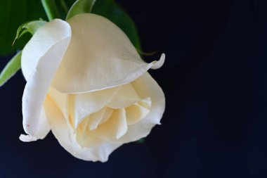 Siyah stüdyo arka planında izole edilmiş güzel çiçeklerin yakın görüntüsü, doğa konsepti