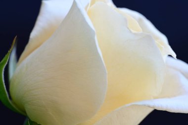 Siyah stüdyo arka planında izole edilmiş güzel çiçeklerin yakın görüntüsü, doğa konsepti