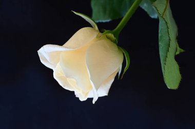 Siyah stüdyo arka planında izole edilmiş güzel çiçeklerin yakın görüntüsü, doğa konsepti