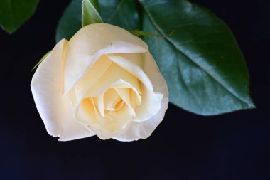 Siyah stüdyo arka planında izole edilmiş güzel çiçeklerin yakın görüntüsü, doğa konsepti