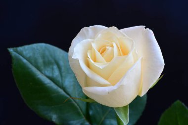 Siyah stüdyo arka planında izole edilmiş güzel çiçeklerin yakın görüntüsü, doğa konsepti