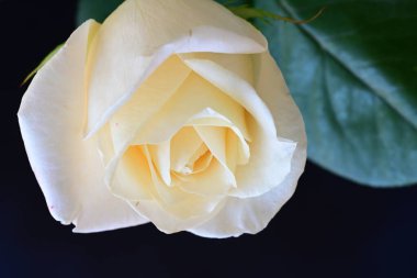 Siyah stüdyo arka planında izole edilmiş güzel çiçeklerin yakın görüntüsü, doğa konsepti