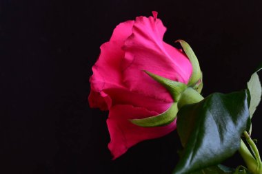 Siyah stüdyo arka planında izole edilmiş güzel çiçeklerin yakın görüntüsü, doğa konsepti