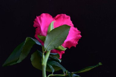 Siyah stüdyo arka planında izole edilmiş güzel çiçeklerin yakın görüntüsü, doğa konsepti