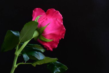 Siyah stüdyo arka planında izole edilmiş güzel çiçeklerin yakın görüntüsü, doğa konsepti