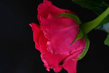 Siyah stüdyo arka planında izole edilmiş güzel çiçeklerin yakın görüntüsü, doğa konsepti