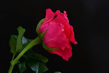 Siyah stüdyo arka planında izole edilmiş güzel çiçeklerin yakın görüntüsü, doğa konsepti