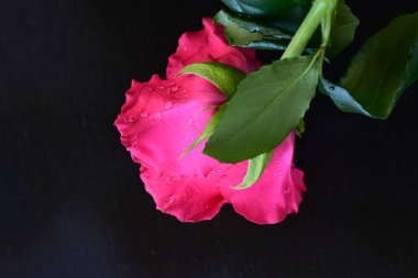 Siyah arkaplandaki güzel pembe gülü kapat