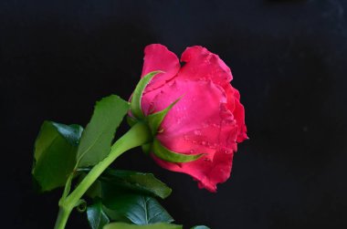 Siyah arkaplandaki güzel pembe gülü kapat