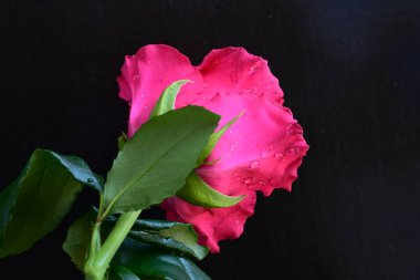 Siyah arkaplandaki güzel pembe gülü kapat