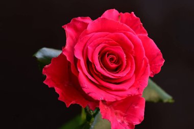 Siyah arkaplandaki güzel pembe gülü kapat