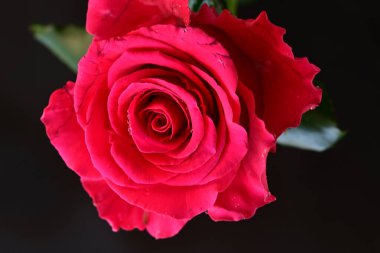 Siyah arkaplandaki güzel pembe gülü kapat