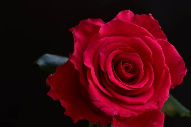 Siyah arkaplandaki güzel pembe gülü kapat