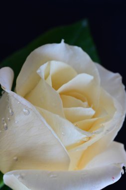 Siyah arkaplandaki güzel beyaz gülü kapat