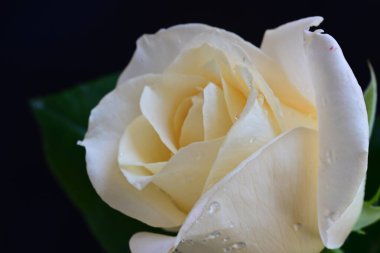 Siyah arkaplandaki güzel beyaz gülü kapat