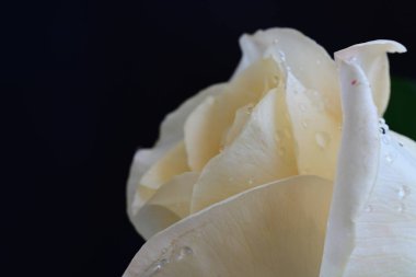 Siyah arkaplandaki güzel beyaz gülü kapat