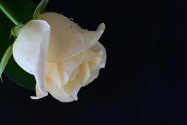 Siyah arkaplandaki güzel beyaz gülü kapat