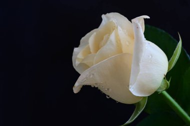 Siyah arkaplandaki güzel beyaz gülü kapat