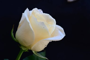 Siyah arkaplandaki güzel beyaz gülü kapat