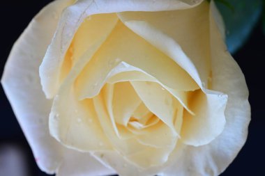 Siyah arkaplandaki güzel beyaz gülü kapat