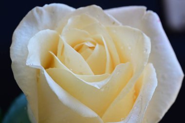 Siyah arkaplandaki güzel beyaz gülü kapat