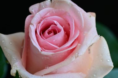 Siyah arkaplanda pembe güzel bir gül.