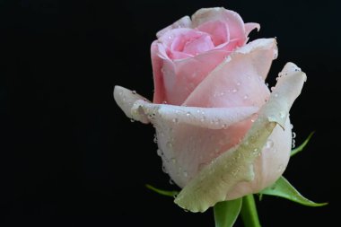 Siyah arkaplanda pembe güzel bir gül.