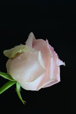 Siyah arkaplanda pembe güzel bir gül.