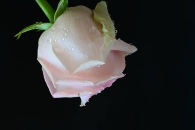 Siyah arkaplanda pembe güzel bir gül.