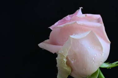 Siyah arkaplanda pembe güzel bir gül.