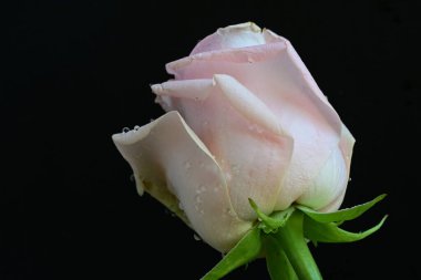 Siyah arkaplanda pembe güzel bir gül.