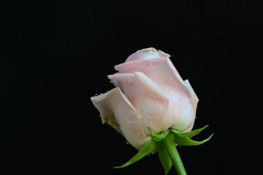 Siyah arkaplanda pembe güzel bir gül.